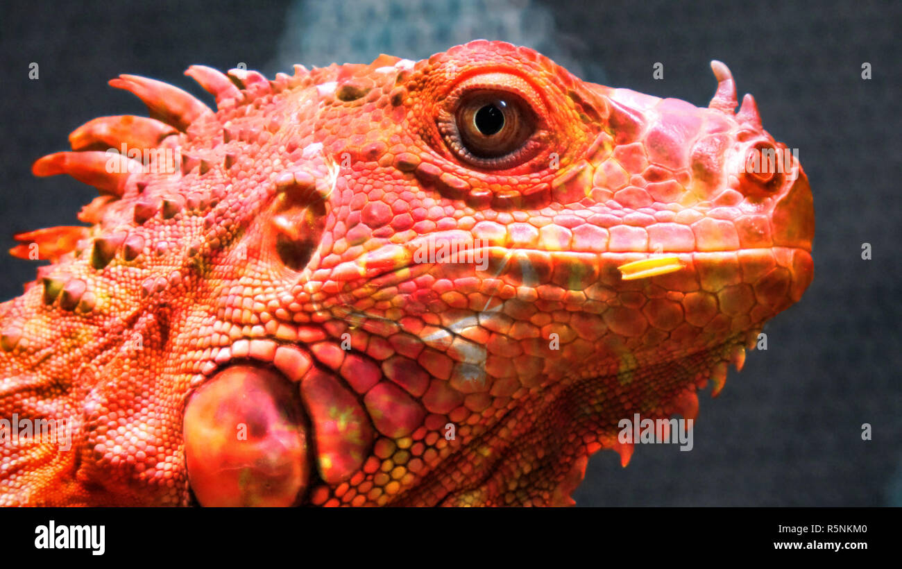 Fire Chameleon Dragon Stock Photo Alamy