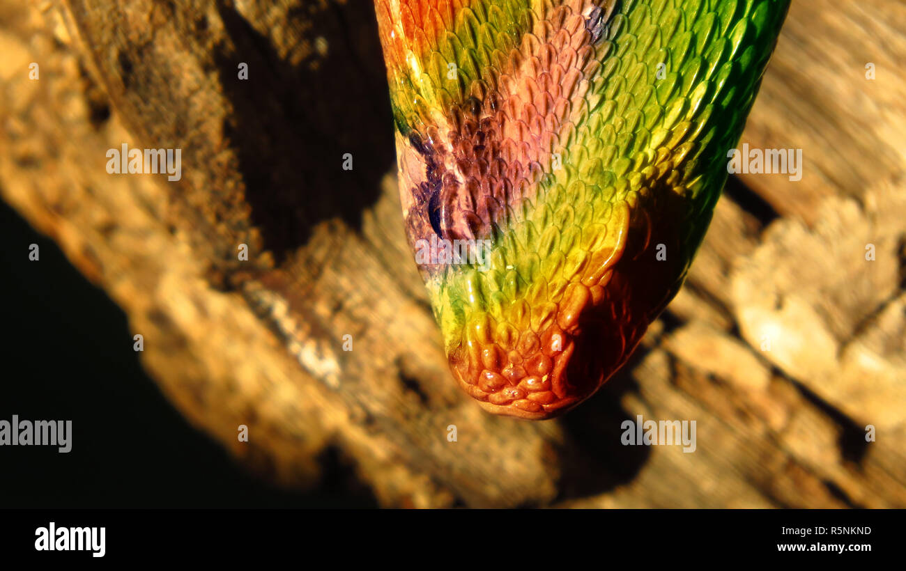 Colorful Hybrid Snake Stock Photo