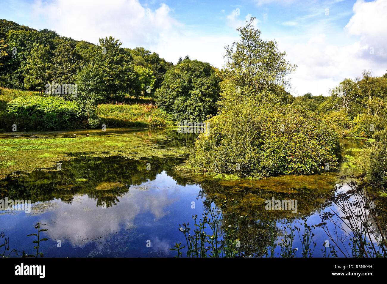 Otterhead Lakes, Blackdown Hills, Otterford, Somerset, England. Area of Outstanding Natural Beauty. UK Stock Photo