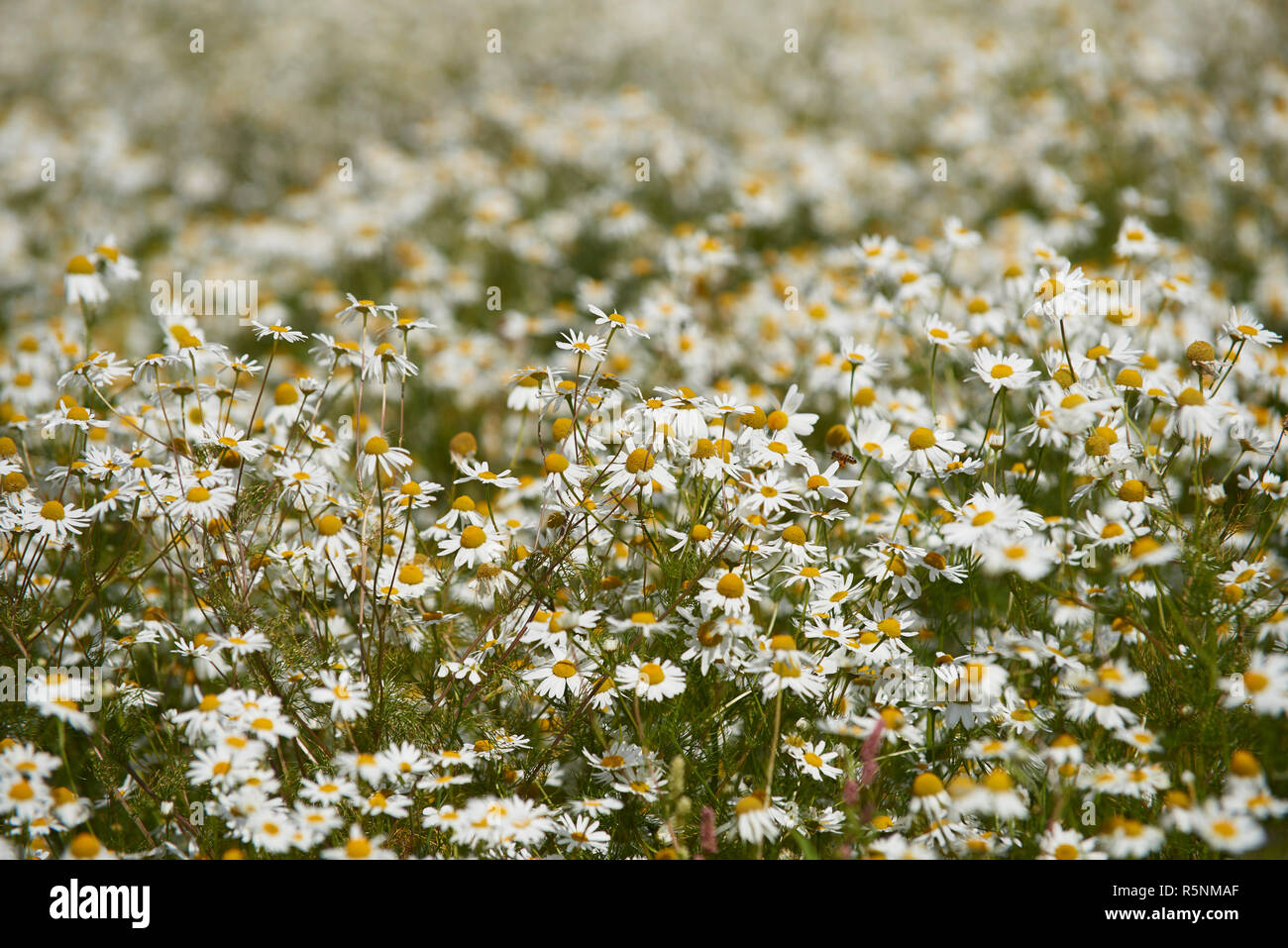 Chamomile Fields High Resolution Stock Photography and Images - Alamy