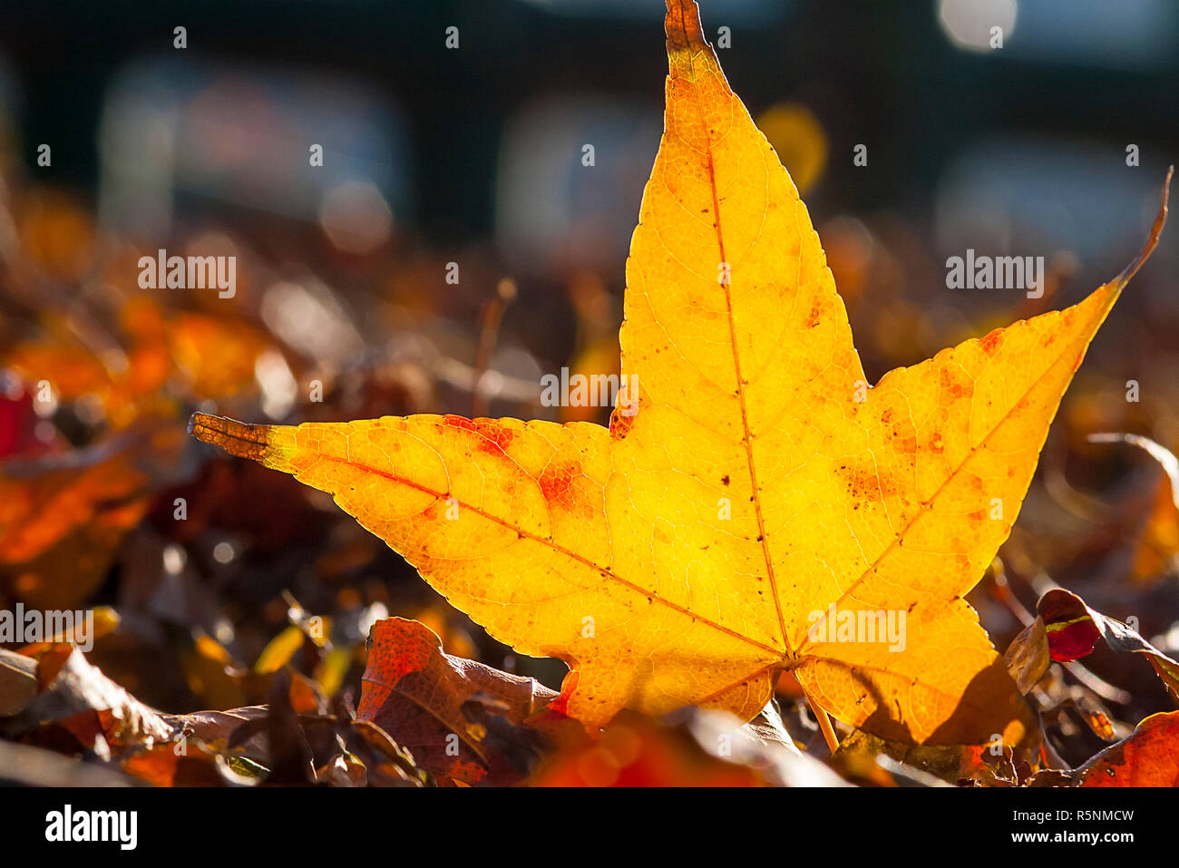 maple leaf red autumn sunset tree blurred background Stock Photo - Alamy