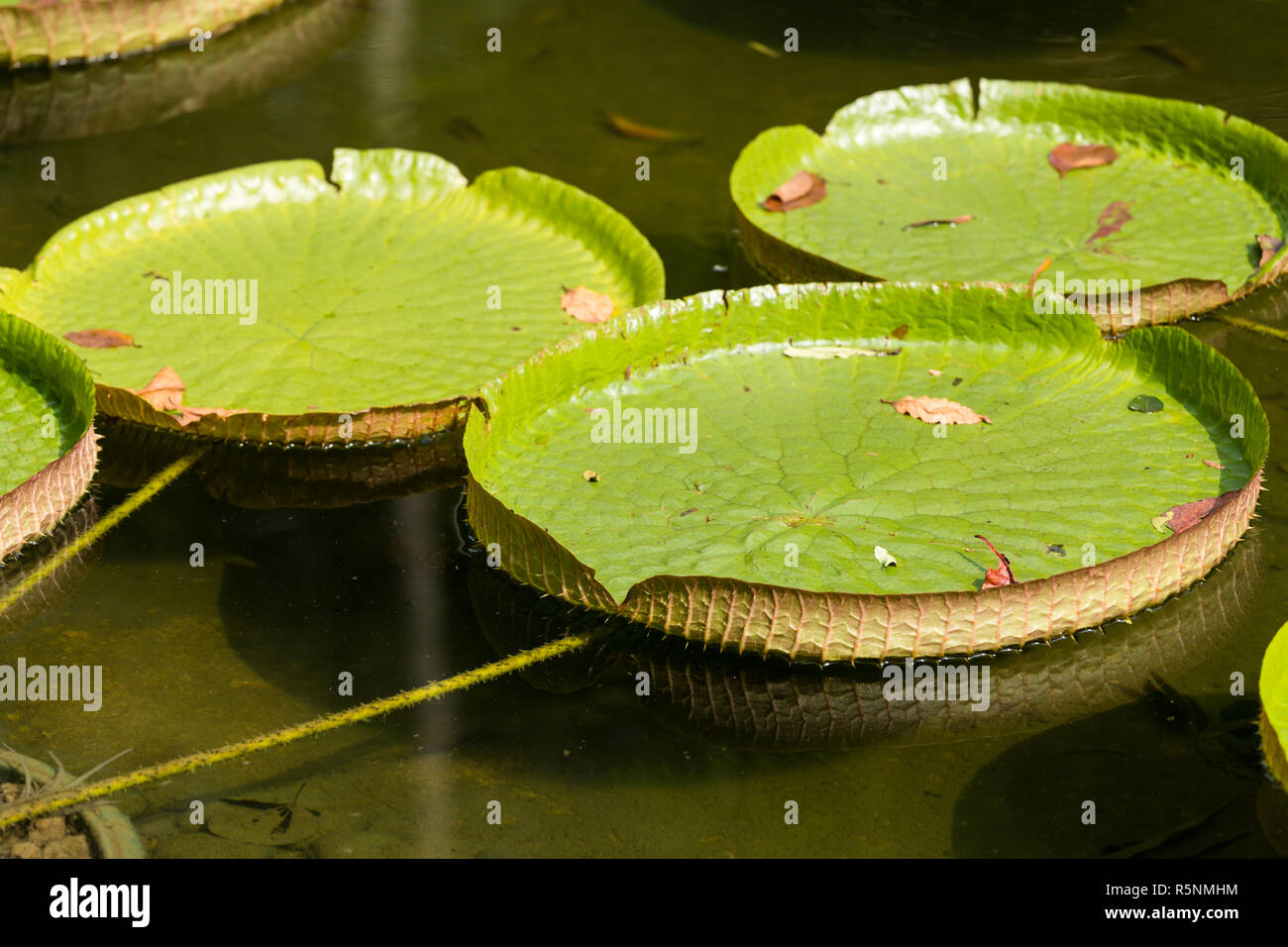 Water lotus leaves Stock Photo Alamy