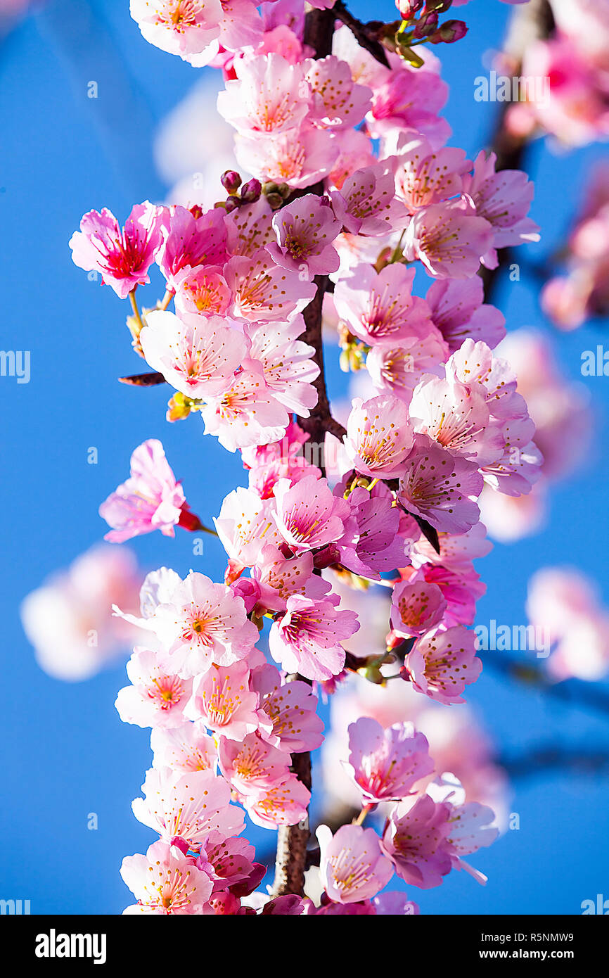 cherry blossom pink sakura flower with nice bule sky color Stock