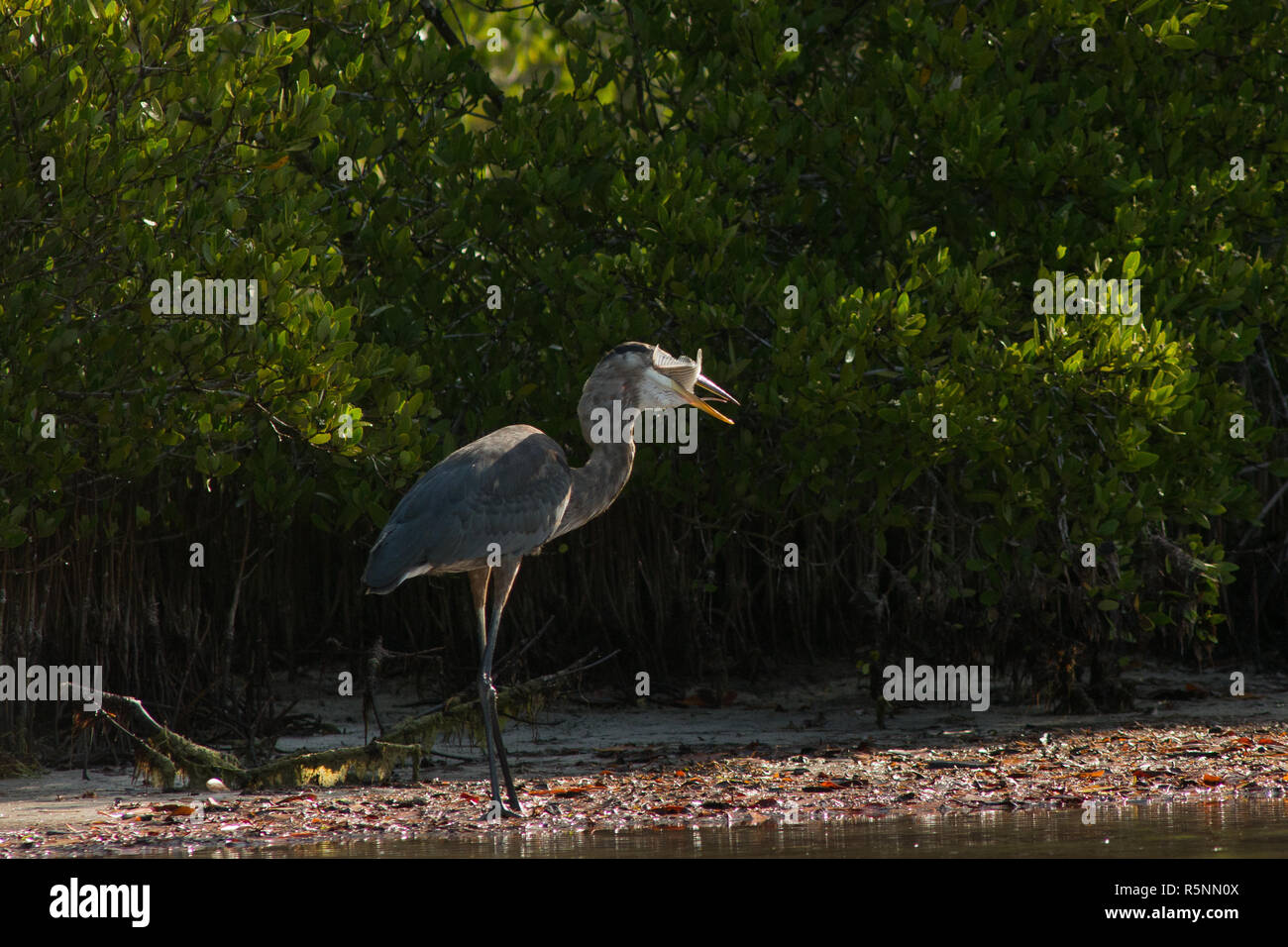 Great Blue Heron is a common wader in North and Central America. This photographed in a mangrove swamp swallowing a fish. Stock Photo