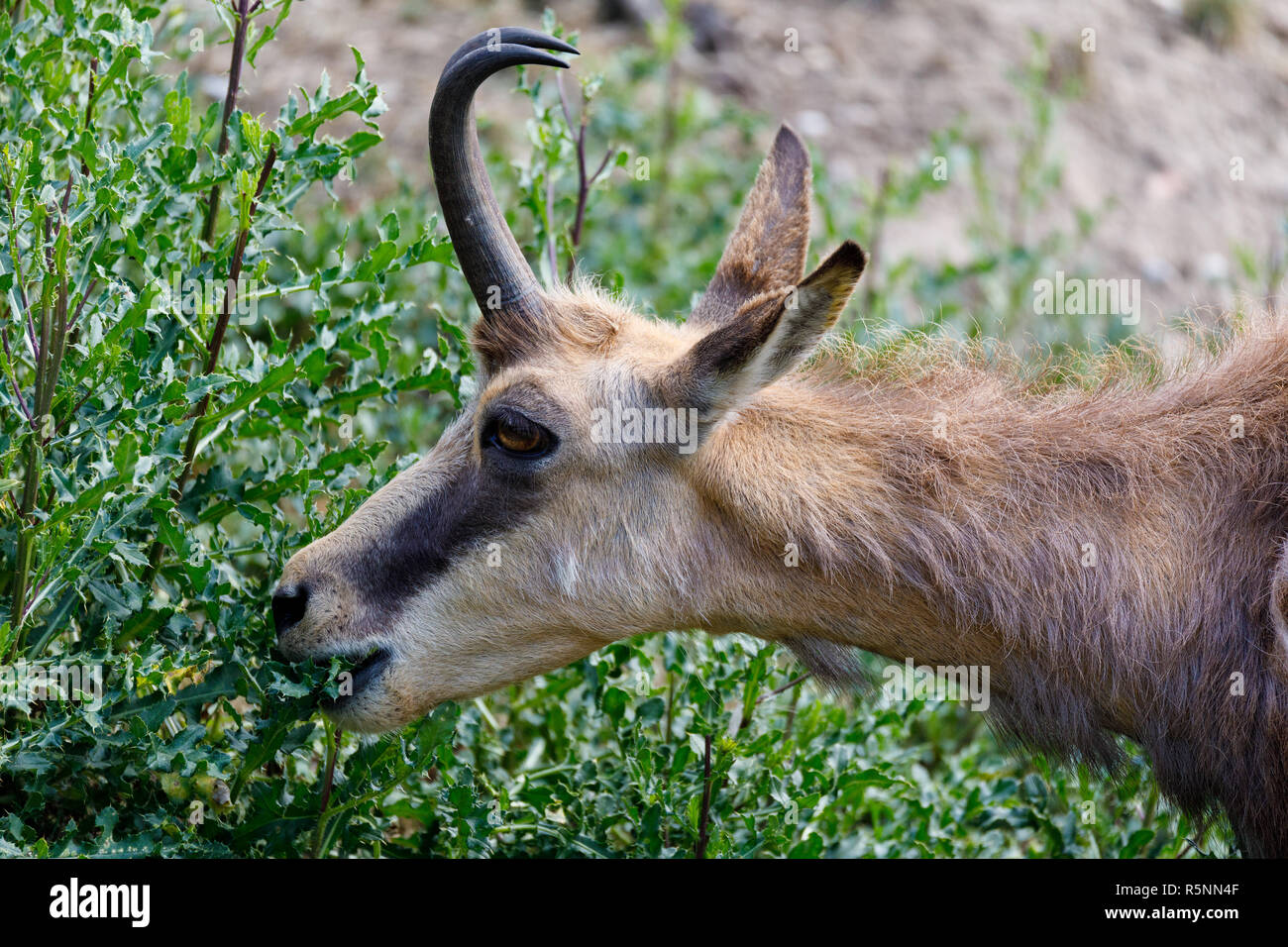 Chamois rutting hires stock photography and images Alamy