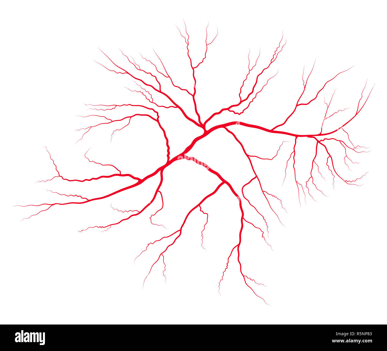 vein blood system vector symbol icon design. Beautiful illustration ...