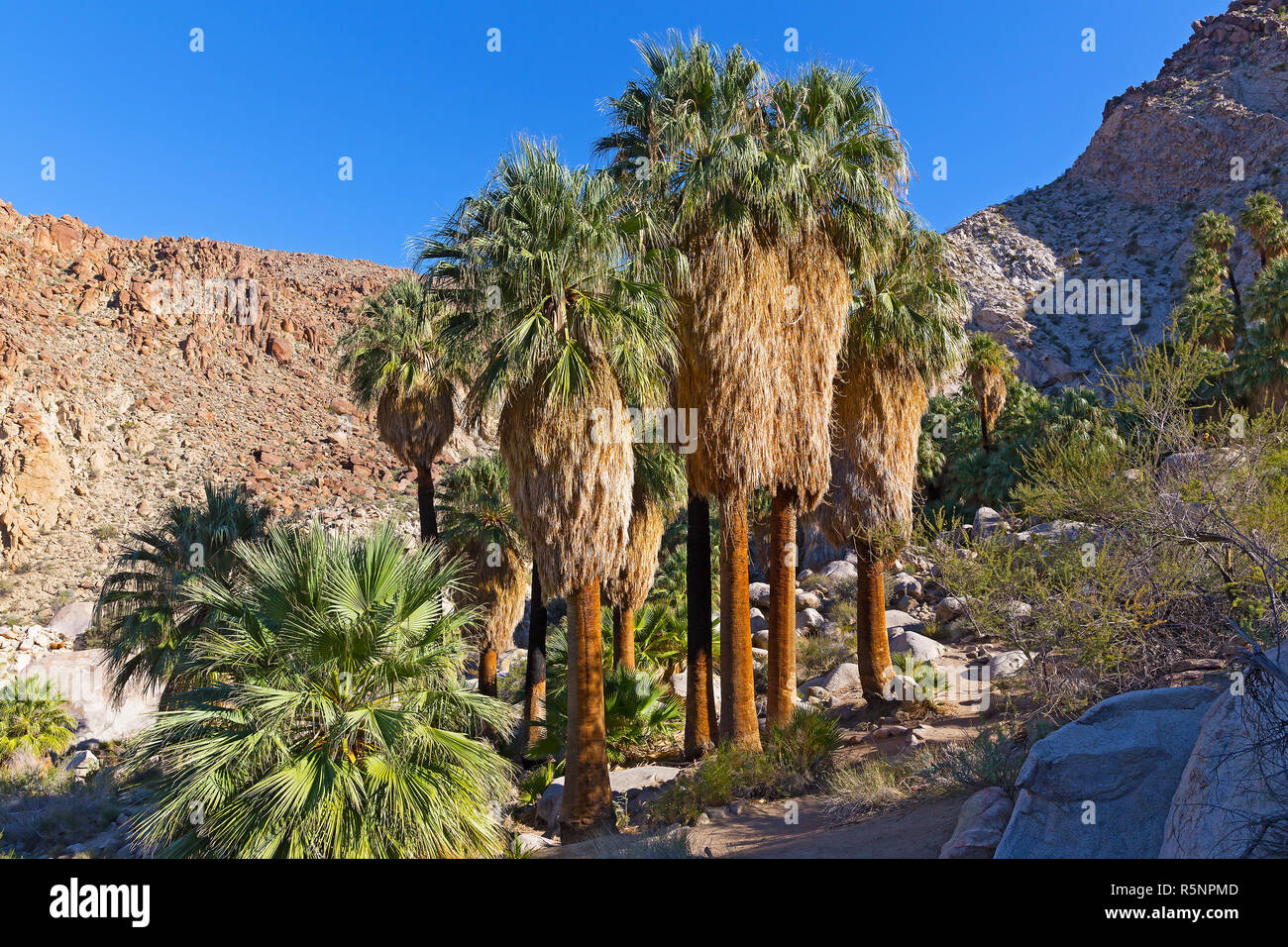 Palm trees in a gorge at the end of park trail. One of the wonders in Joshua Tree National Park, California USA. Stock Photo