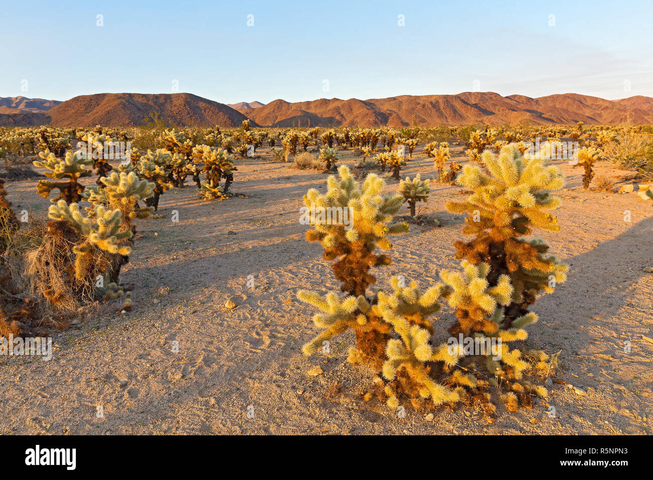 Cholla Cactus Garden surrounded by mountains chain at sunset in Joshua Tree National Park, California USA. Cactus garden landscape dominated by thorny Stock Photo