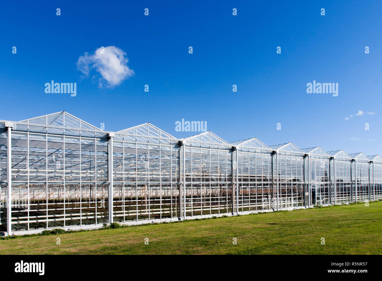 Greenhouse in Westland in the Netherlands Stock Photo Alamy