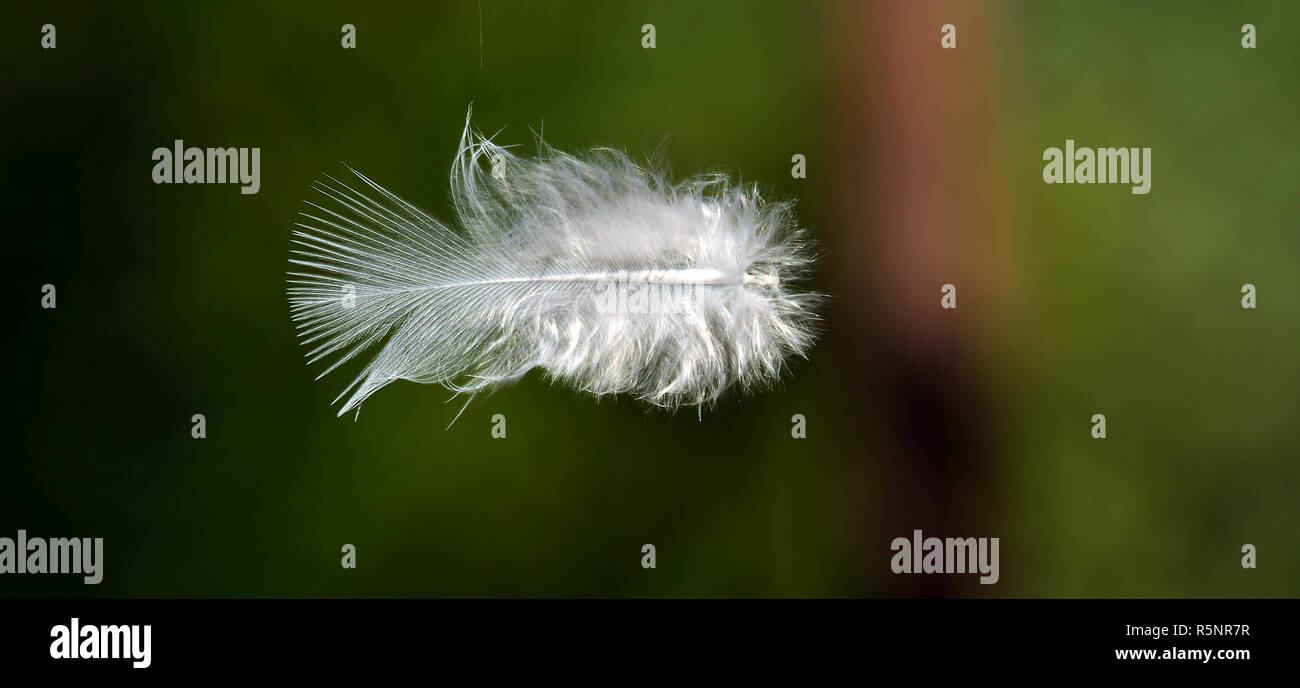 down feather Stock Photo