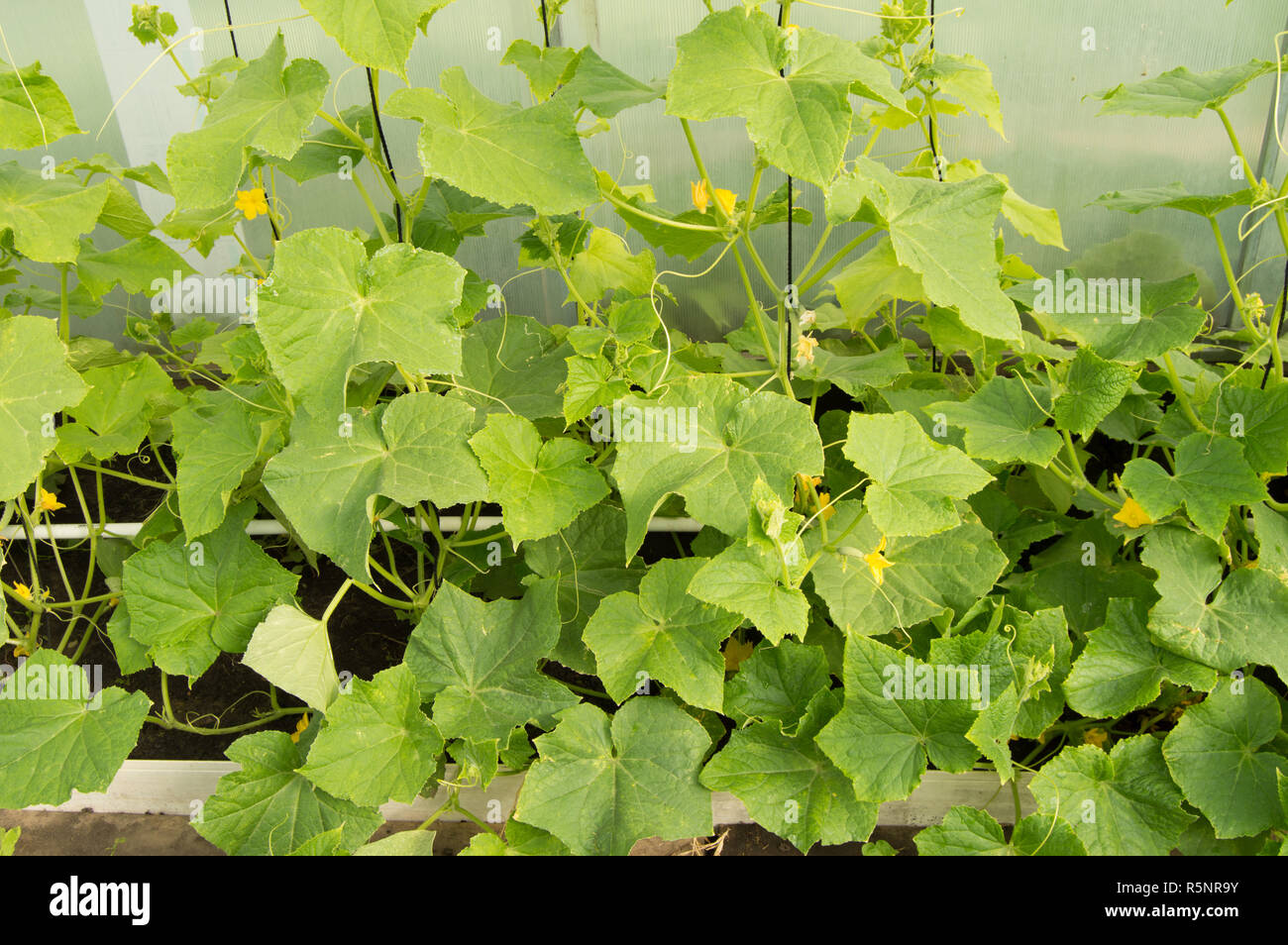 Green shoots of cucumbers, the flowers and young cucumbers, growing
