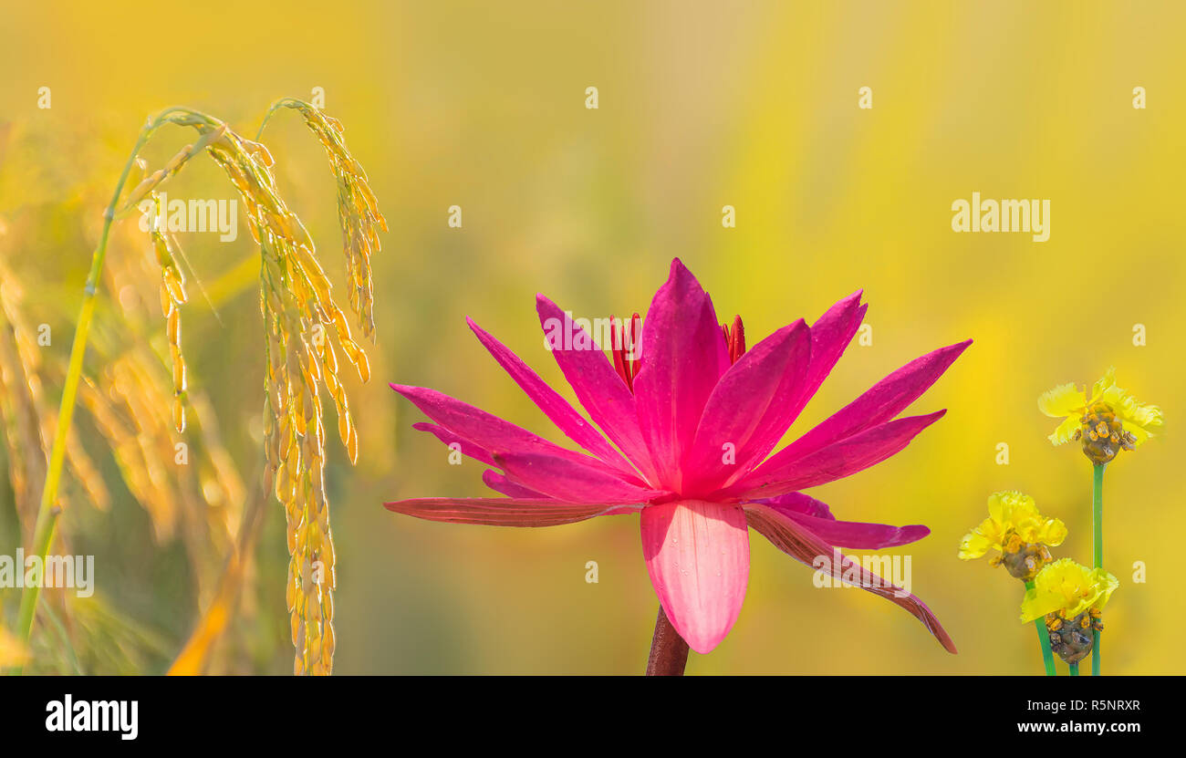 Abstract soft focus of Tall yellow-eyed grass,  flower weed, Nymphaea lotus, Nymphaeaceae, red pink lotus with mature stage of brown paddy rice seed,i Stock Photo
