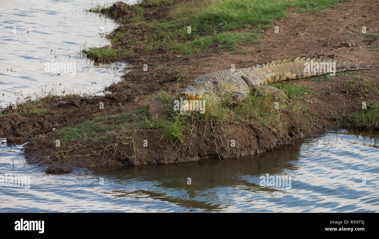 Nile crocodile lying on the banks of a river or at the waters edge sunbathing or lying in wait in Pilanesberg National Park (Crocodylus niloticus) Stock Photo