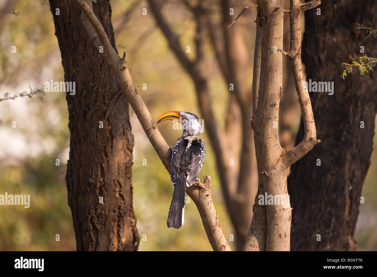 southern yellow billed hornbill bird (Tockus leucomelas) perched on a branch in a tree which is in a small forest in Namibia Stock Photo