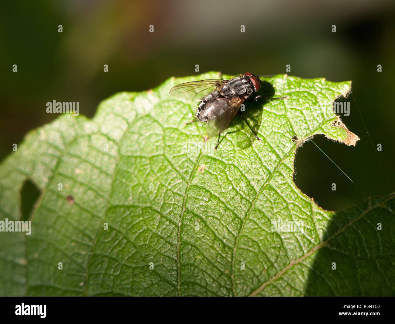 close up of single flesh fly on green leaf macro Sarcophaga carnaria Stock Photo