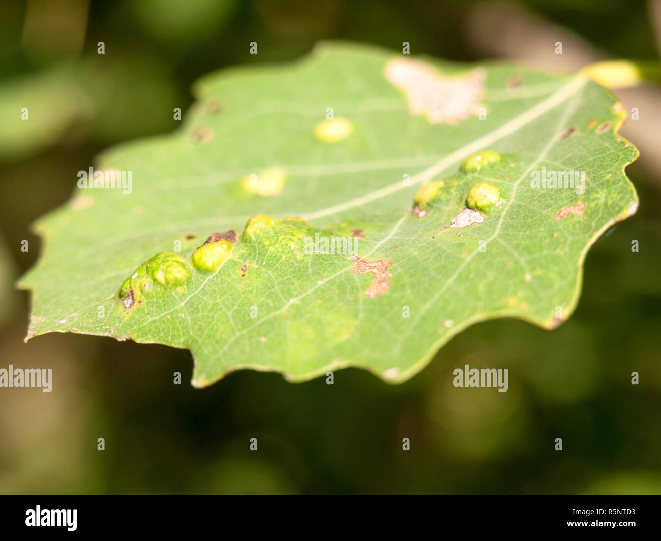 close up leaf petal with bumps summer Stock Photo