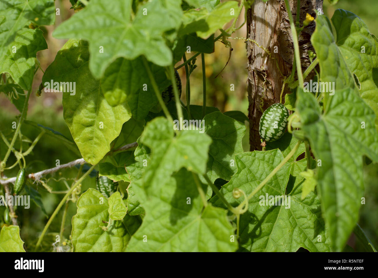 Green cucamelon among foliage Stock Photo