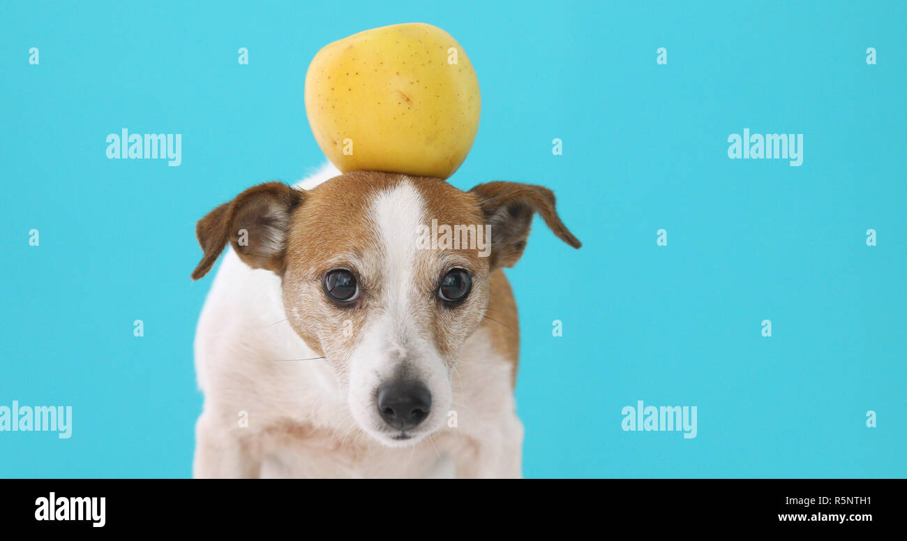 Funny dog with yellow apple Stock Photo