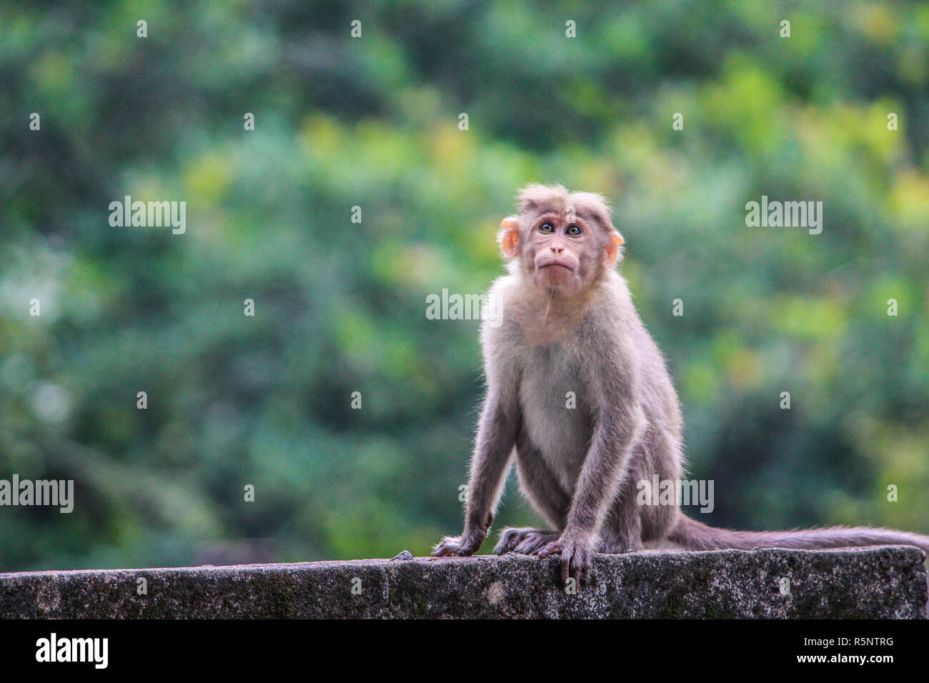 Photograph of an Indian monkey looking upwards and sitting on a wall with green background from Athirappilyy falls, Kerala, India. Stock Photo