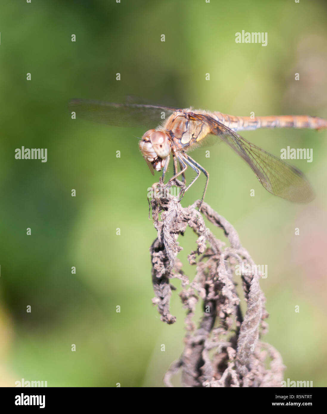 dragonfly perched on dead plant bokeh focus Stock Photo
