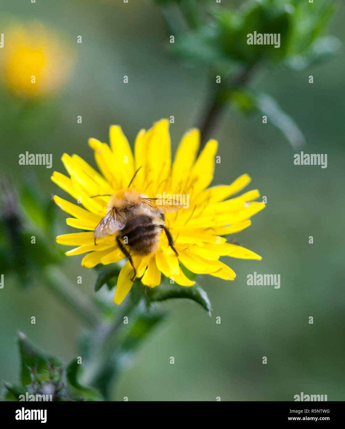 bumble bee head first on dandelion back wings Stock Photo