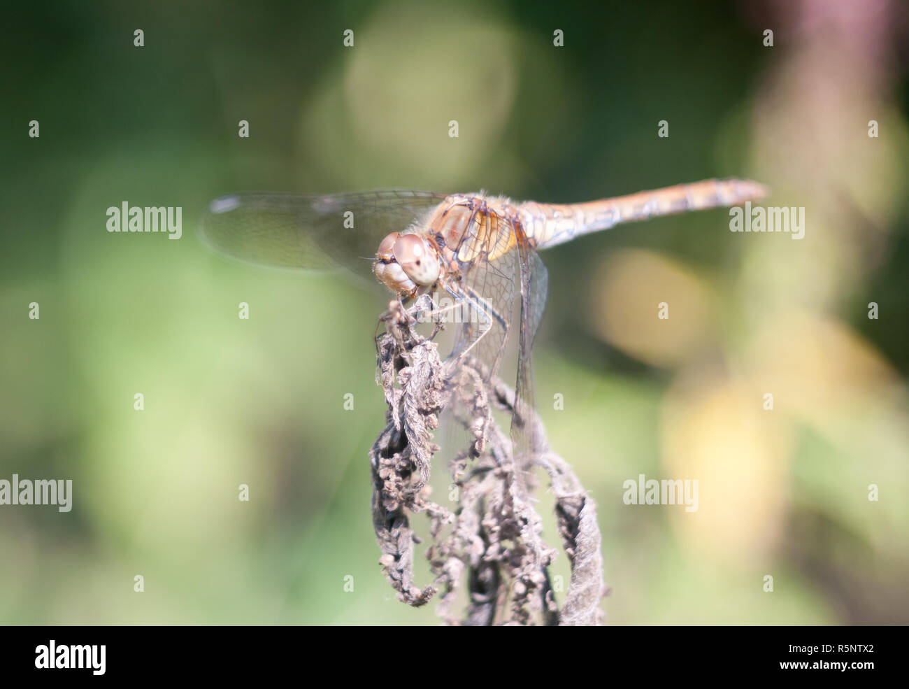 dragonfly perched on dead plant bokeh focus Stock Photo
