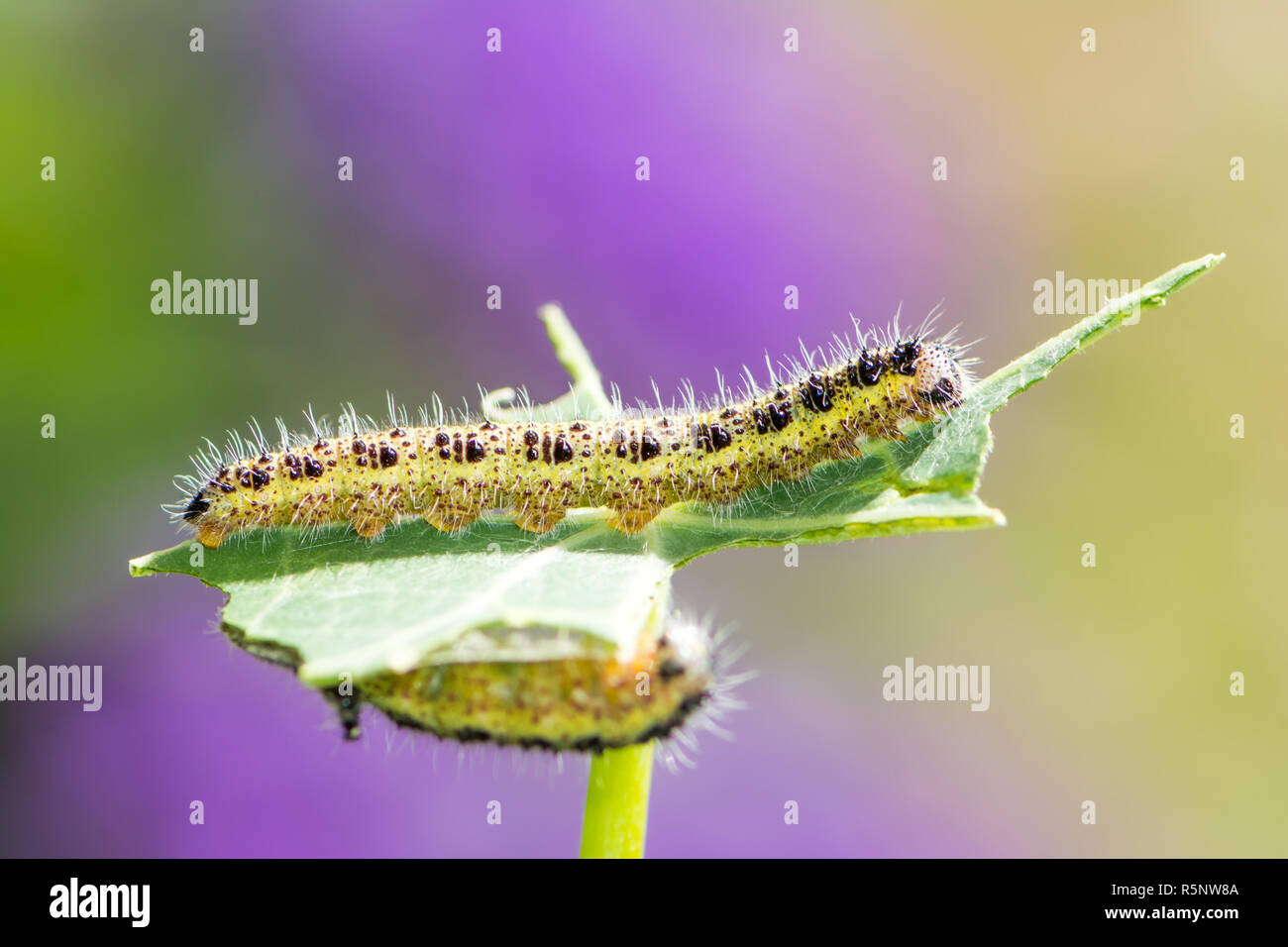 Caterpillars of a cabbage butterfly Stock Photo Alamy