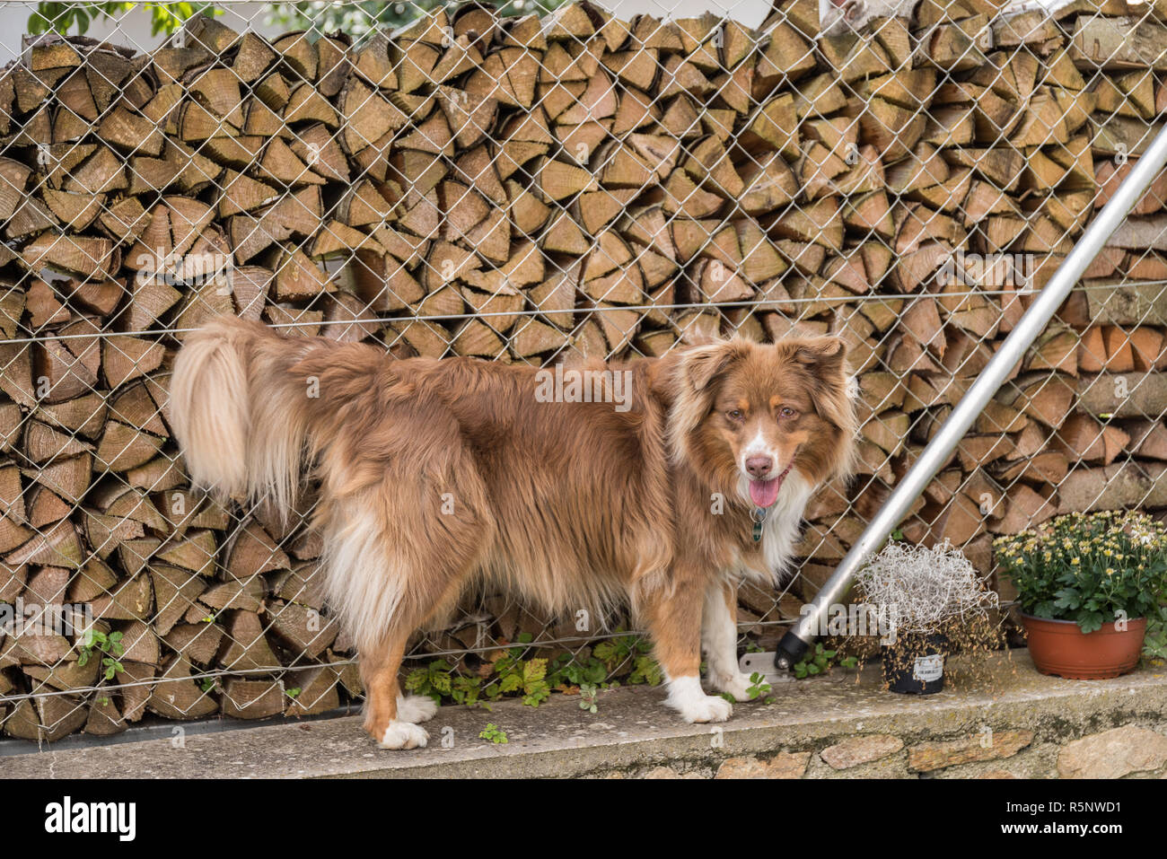 Brauner Hund Stock Photos & Brauner Hund Stock Images Alamy