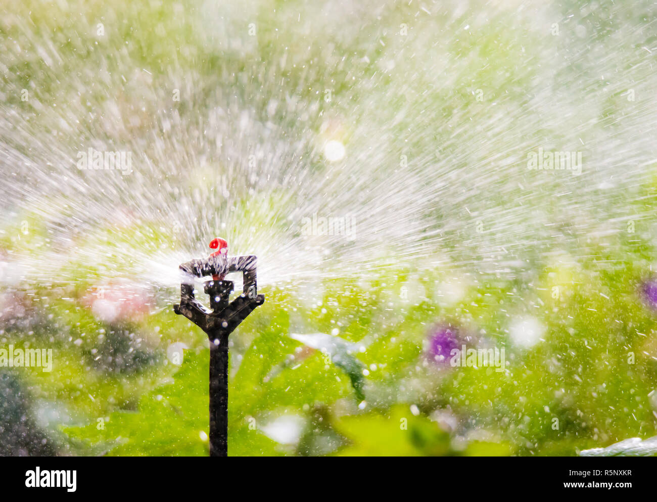 Garden irrigation with an automatic watering system Stock Photo - Alamy