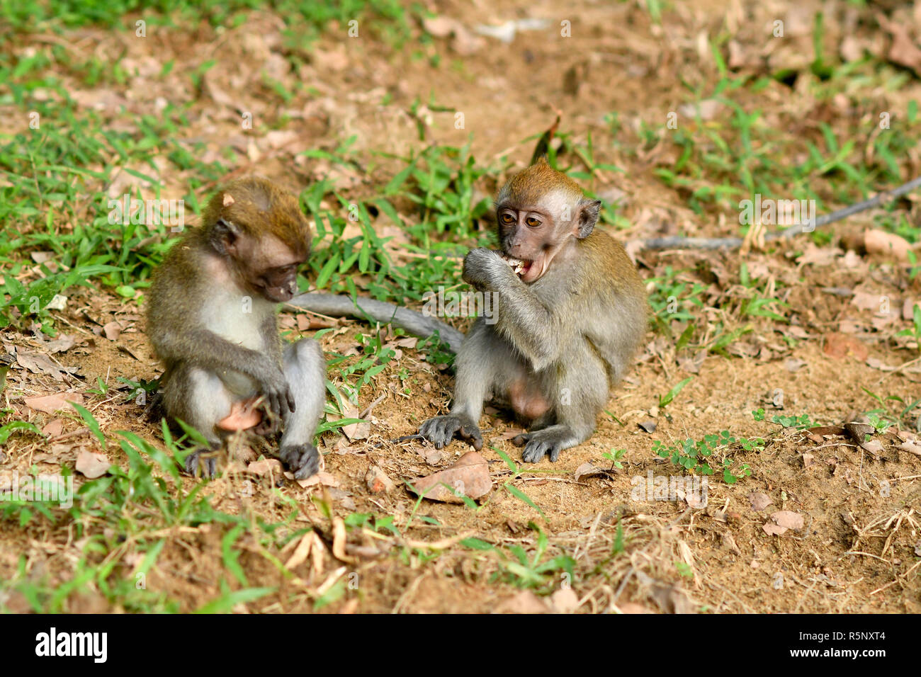 Funny Monkey eating Stock Photo - Alamy Funny Monkey eating Stock Photo - Alamy