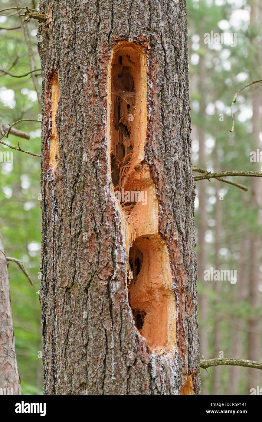 Woodpecker Holes in a Pine Tree Stock Photo Alamy