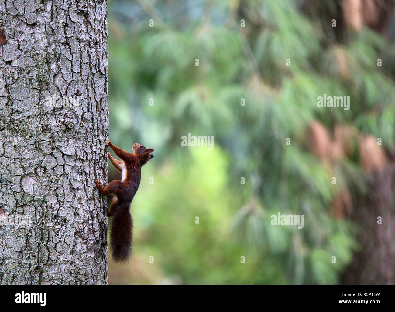 climber on tree trunk - squirrel sciurus vulgaris Stock Photo