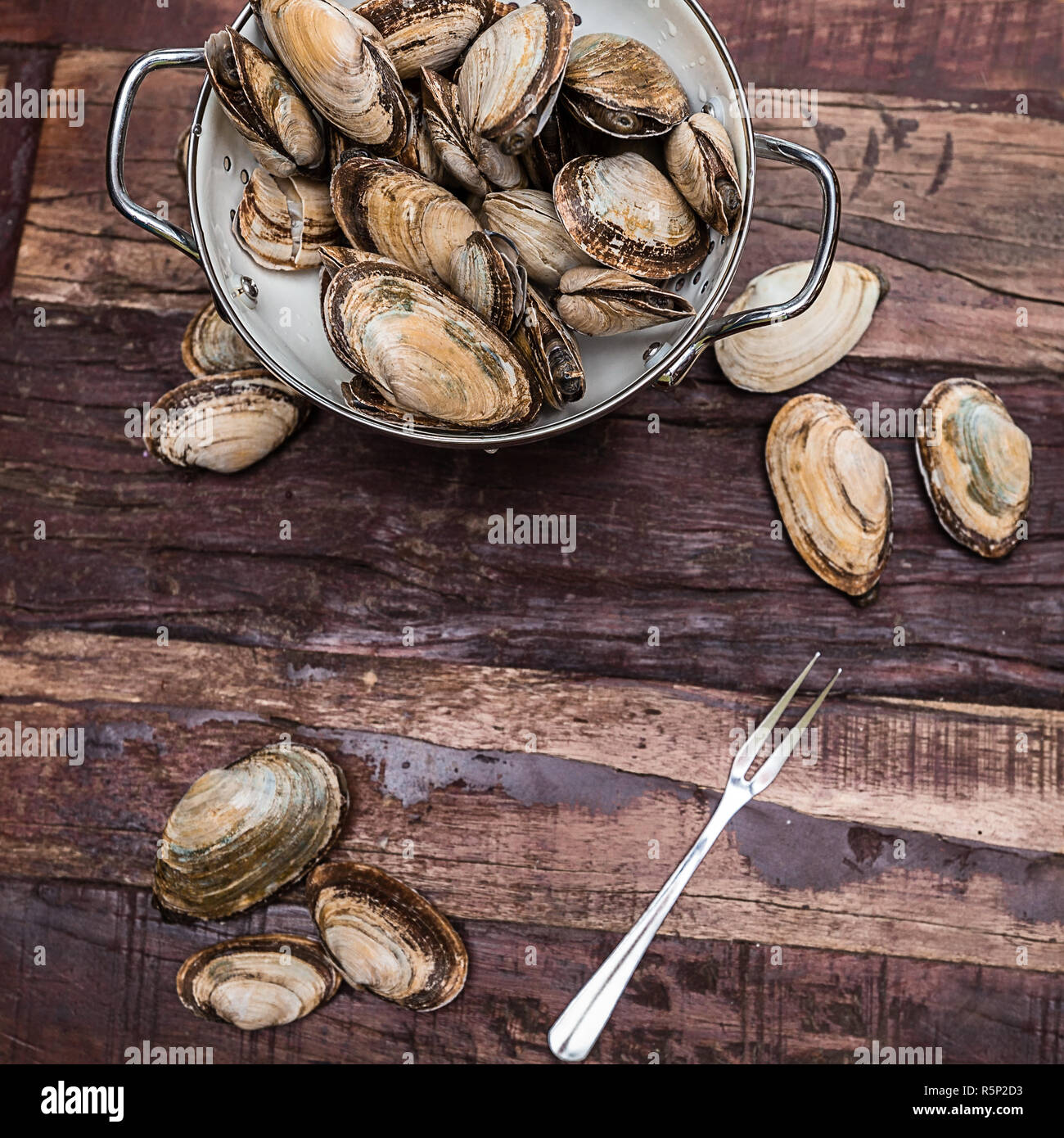 New England Steamer Clams Ready to be Cooked Stock Photo Alamy