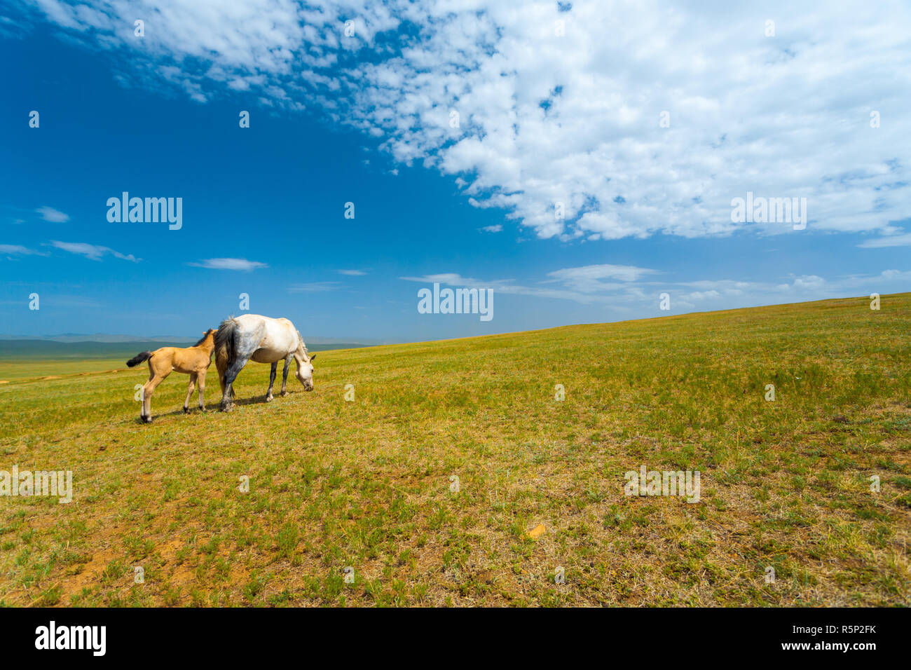 Wild Horses Grazing Grass Mongolia Steppe Stock Photo - Alamy
