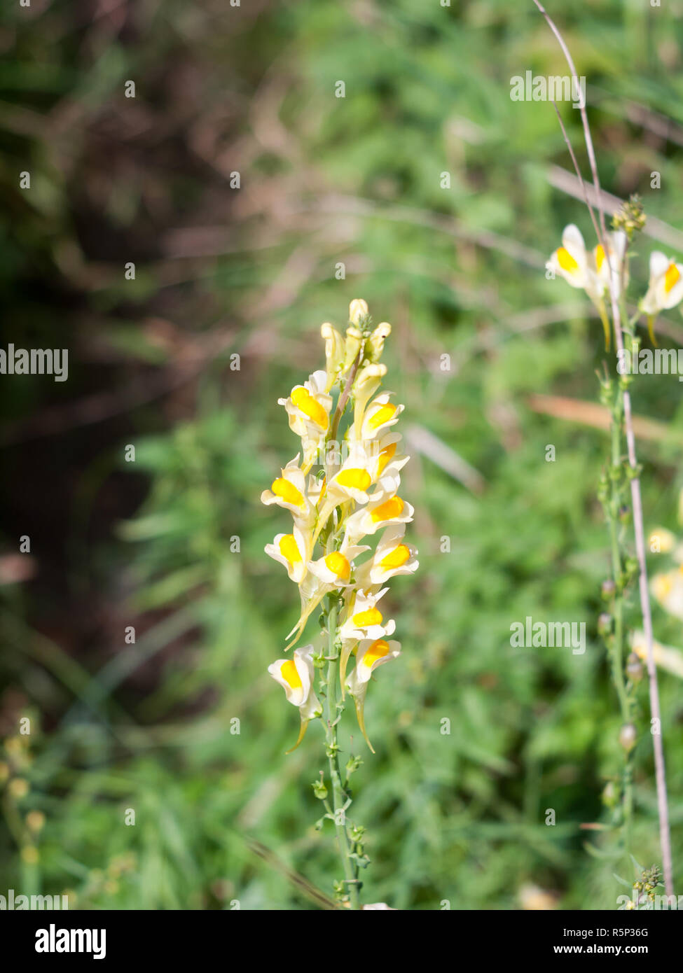 full view of full bloom of Linaria vulgaris flower Stock Photo