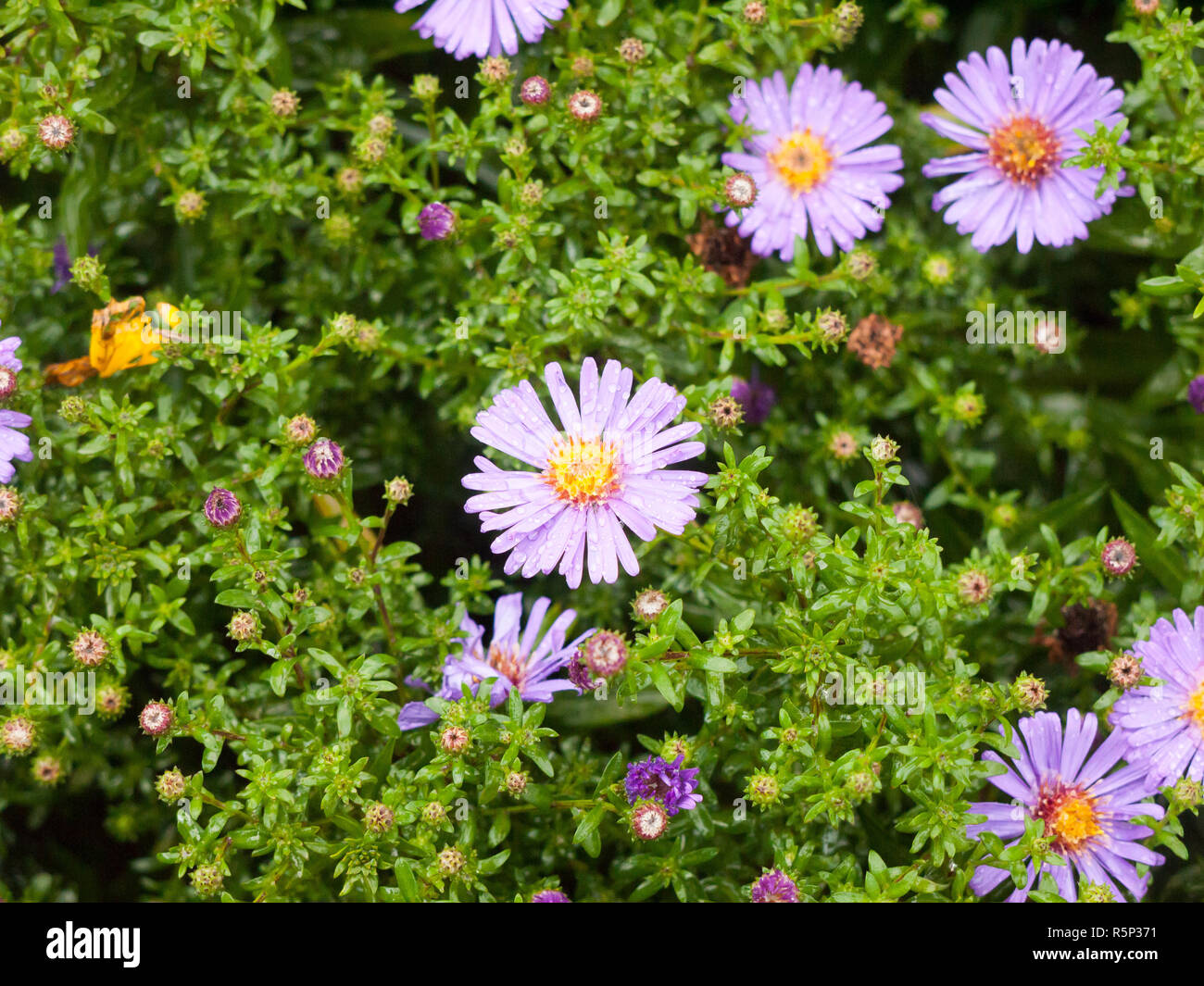 close up of wet petals in garden of Aster amellus (Italian Asters) Stock Photo