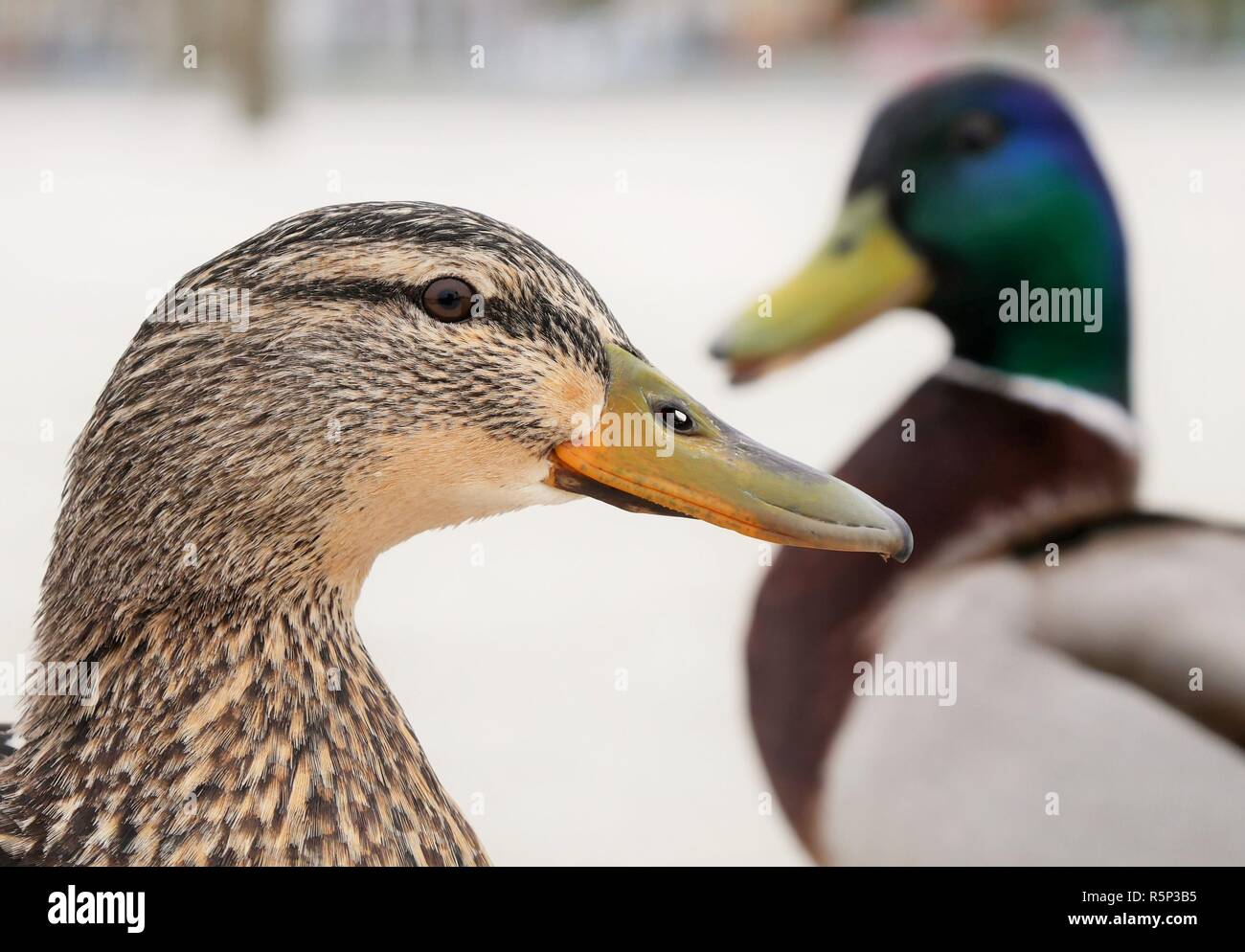 duck couple in close-up Stock Photo