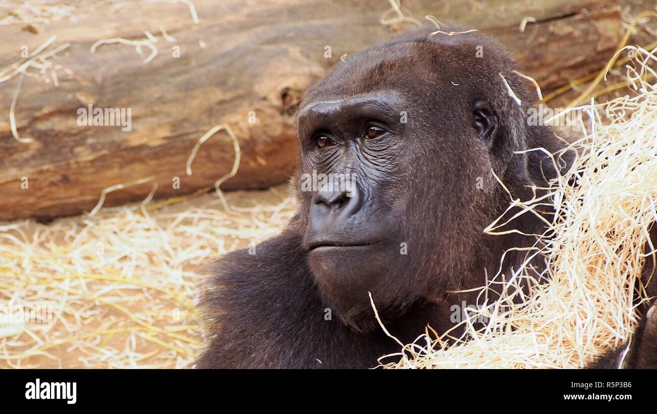 gorilla in side profile Stock Photo - Alamy