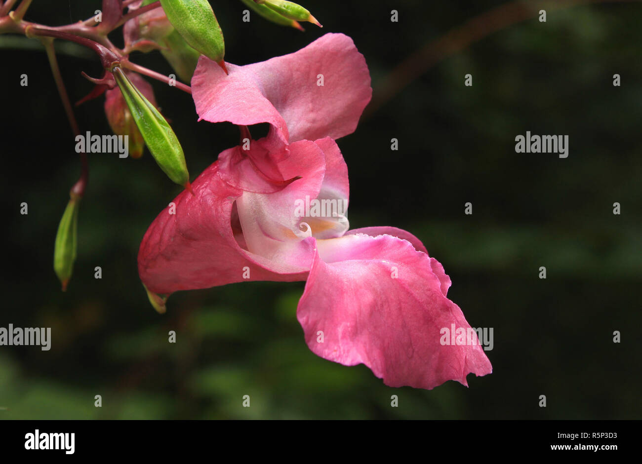 drÃ¼siges,indian balsam,impatiens glandulifera,blossom in close-up Stock Photo