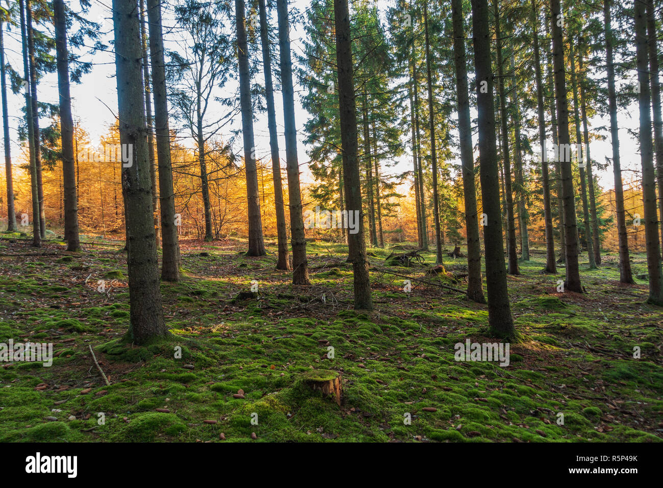Larch and fir trees hi-res stock photography and images - Alamy