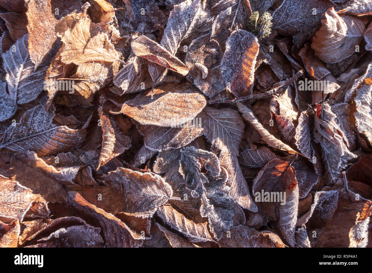 Frost covered ground hi-res stock photography and images - Alamy