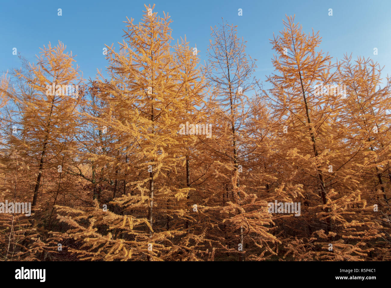 Golden autumn larch trees against a blue sky Stock Photo