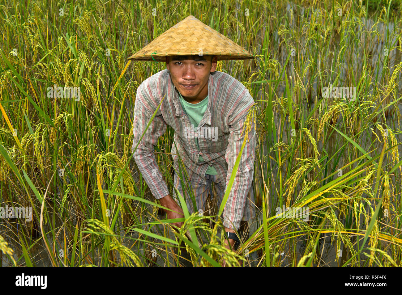 Rice farmer standing in a ripe rice field, Luang Prabang, Laos Stock Photo