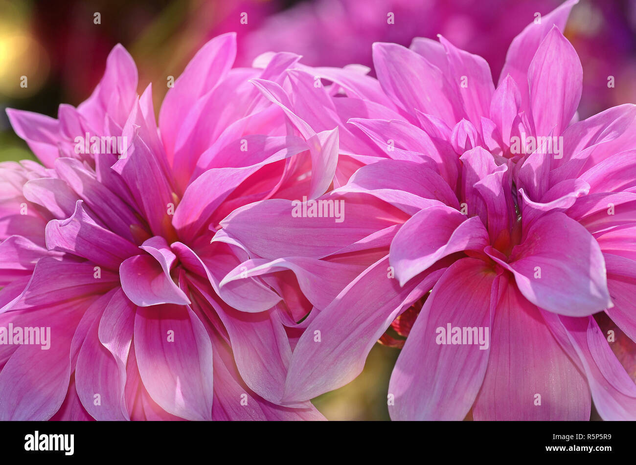 Dahlia gardens hi-res stock photography and images - Alamy