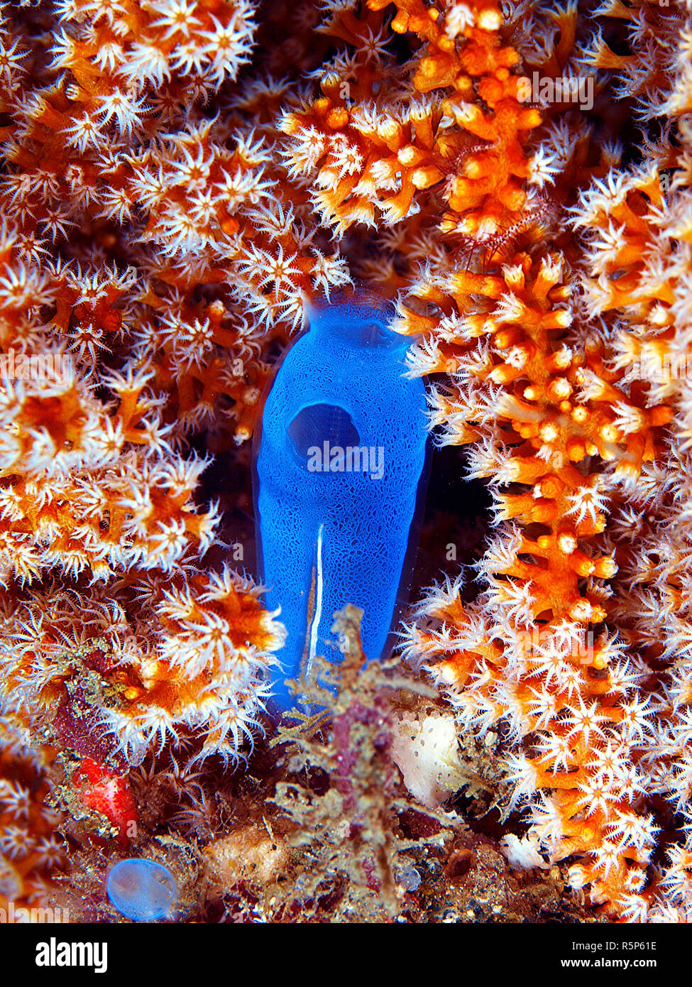 Blue sea squirt Rhopalaea crassa), between polyps of a red seafan (Gorgonacea), Tubbataha National Park, Palawan, Philippines Stock Photo