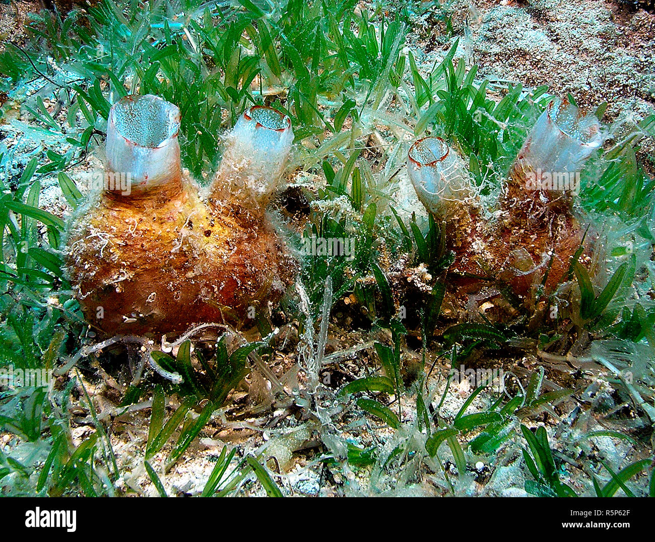 Herdman's Seescheide (Herdmania momus) zwischen Seegras, Antalya, Türkei | Herdman's Sea Squirt (Herdmania momus), between seagrass, Antalya, Turkey Stock Photo