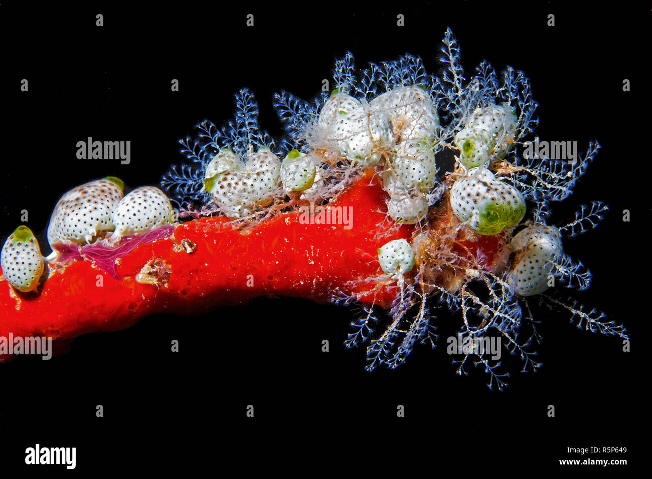Robust sea squirt (Atriolum robustum) and feather hydroids, on a red sponch, Ari Atoll, Maldive islands Stock Photo