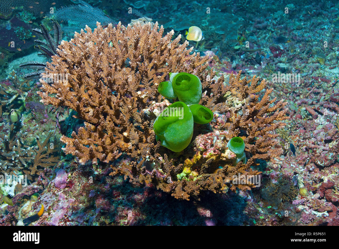Tall urn ascidian, Green barrel sea squirt or Green reef sea-squirt (Didemnum molle), on a stone coral (Scleractinia), Sulawesi, Indonesia Stock Photo