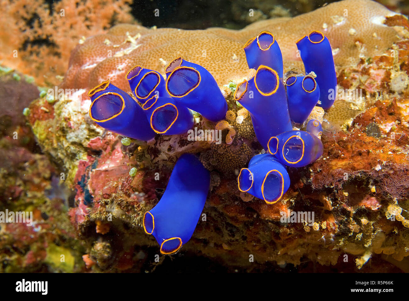 Blue Sea Squirt (Clavelina coerulea), Moalboal, Cebu, Visayas, Philippines Stock Photo