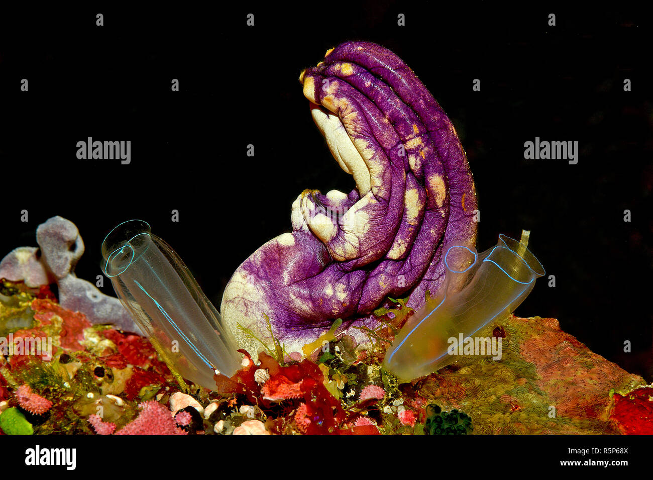 Goldmouth sea squirt or Ink-spot sea squirt (Polycarpa aurata), Walindi, Papua New Guinea Stock Photo